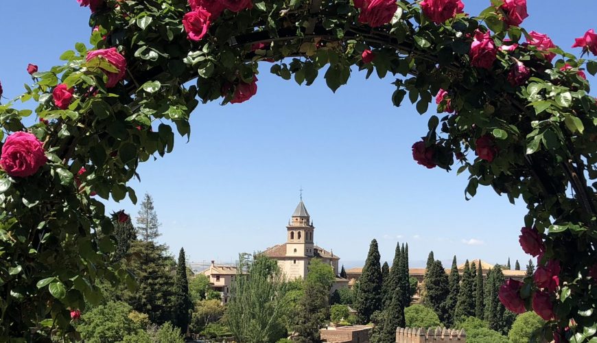 Rosas de damasco en la Alhambra