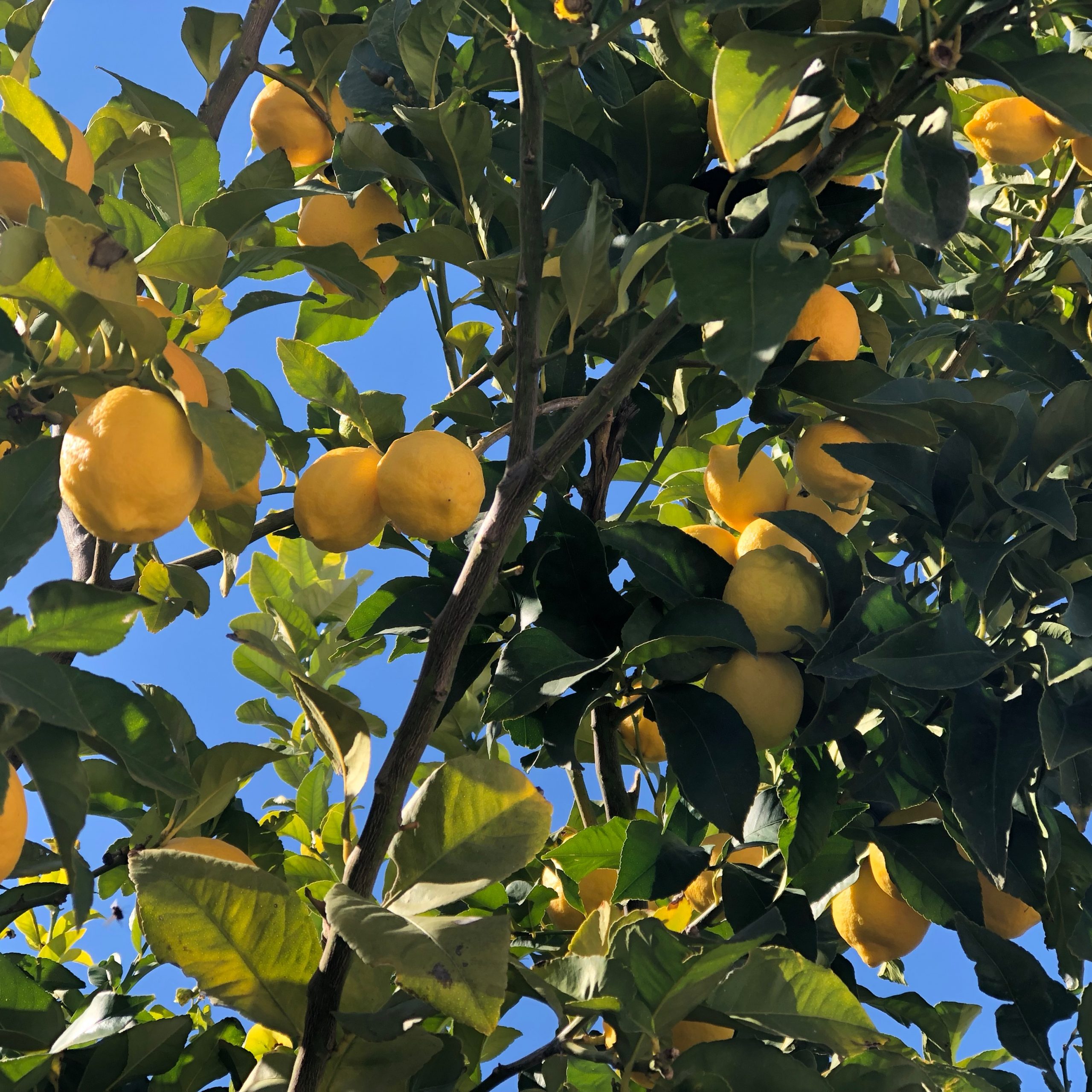 Citrus x Limon or Lemon Tree