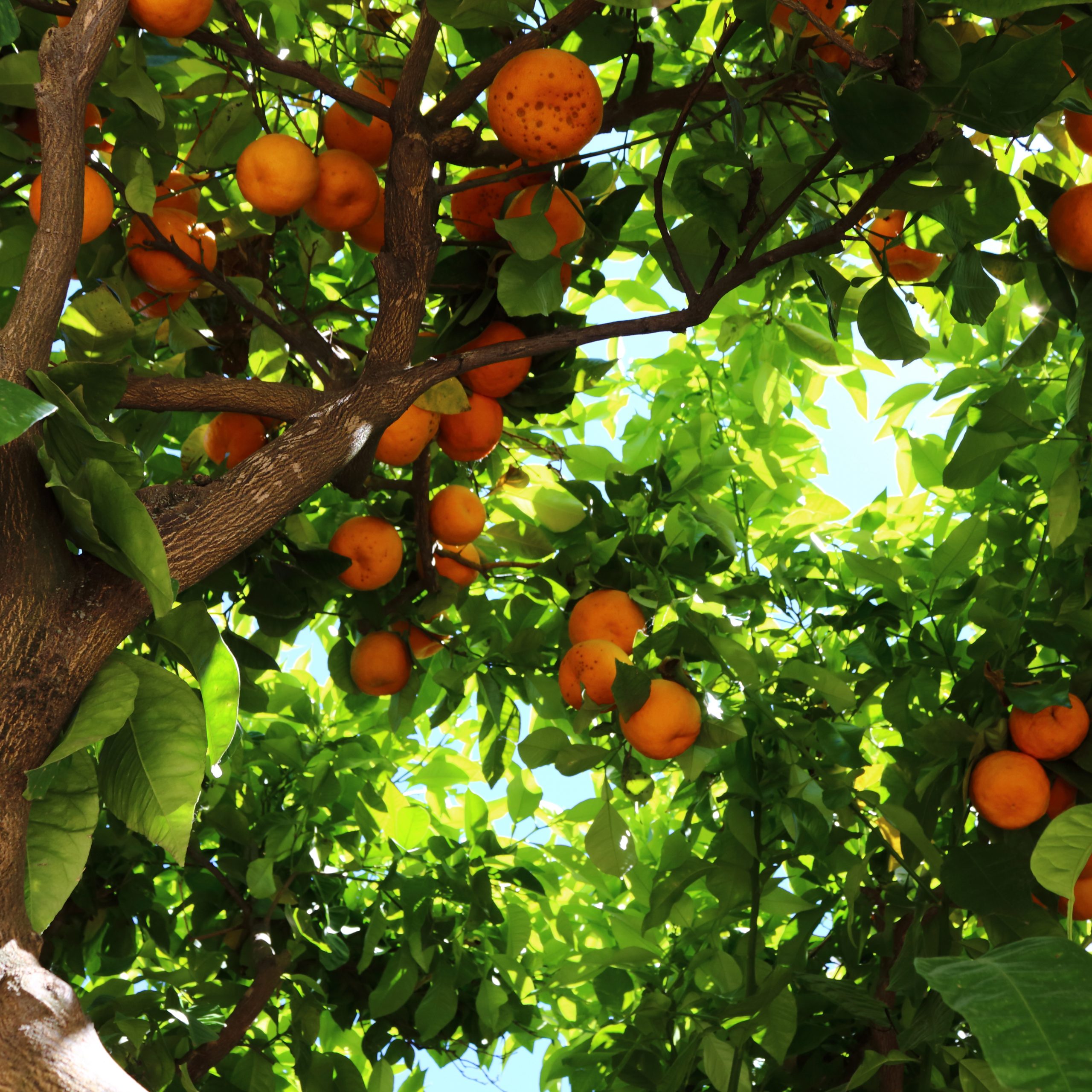 Citrus x aurantium L. Naranja amarga o Naranjos