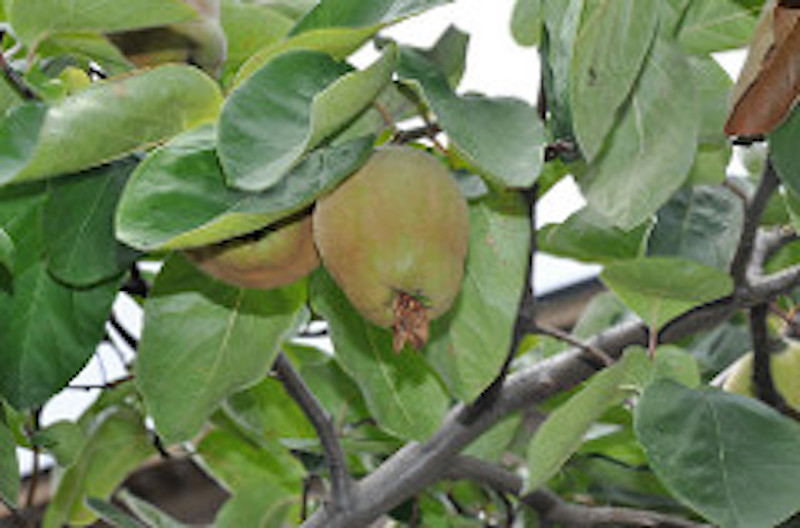 Cydonia Oblonga or Quince