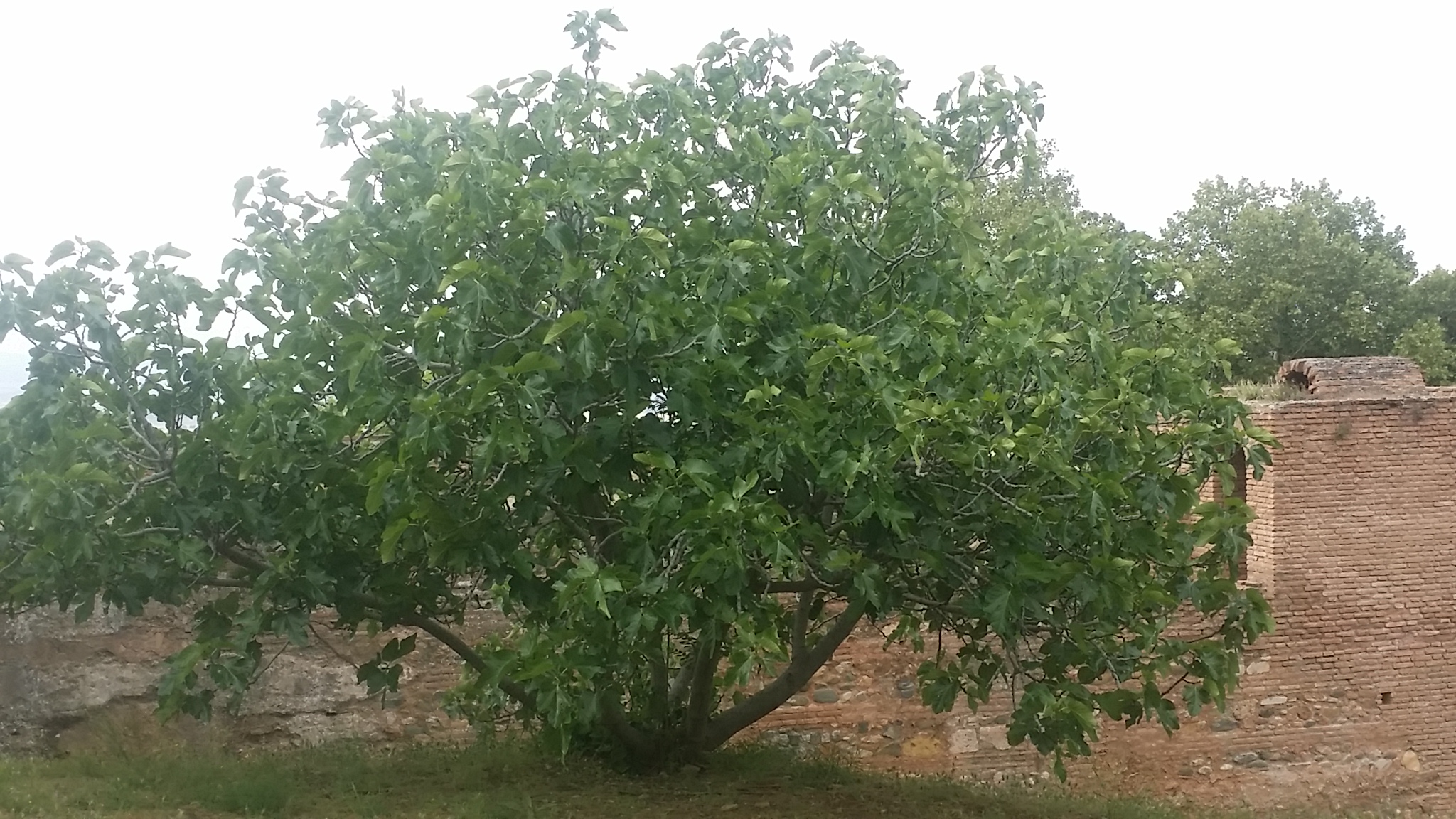 Ficus carica L o Higos