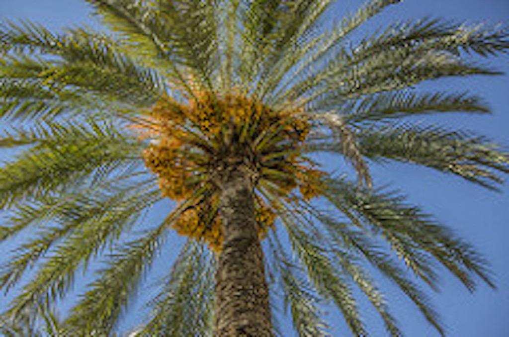 Phoenix dactylifera or Date Palm