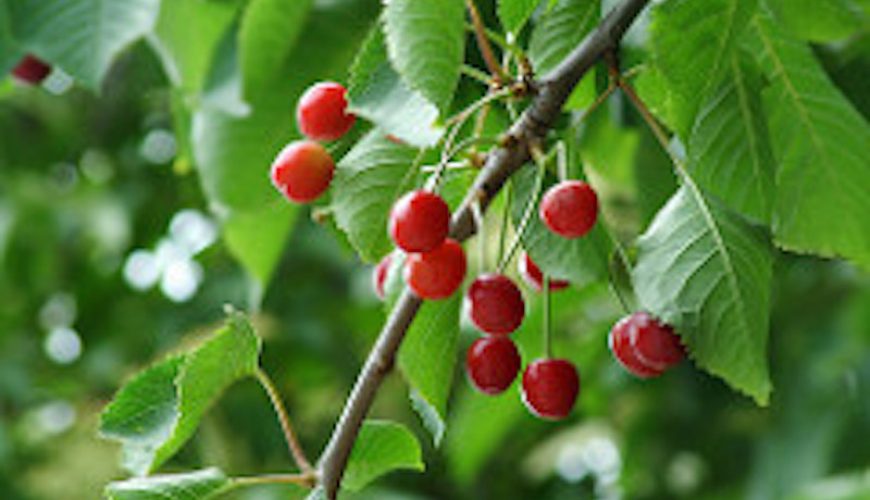 Prunus Avium o Cerezo