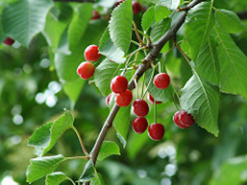 Prunus Avium or Cherry Tree