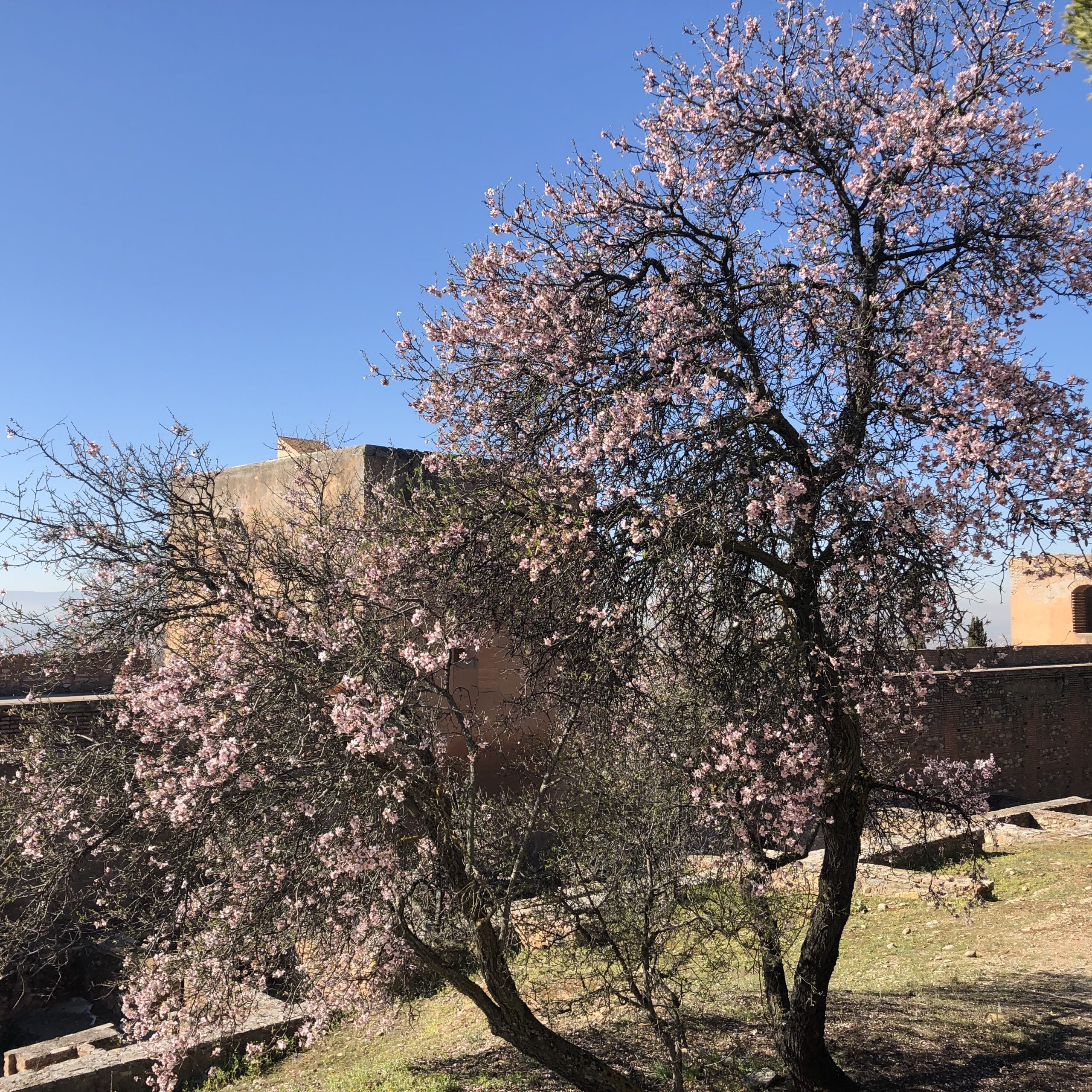 Prunus dulcis, Almendro