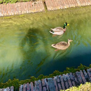 Ducks at the Alhambra garden
