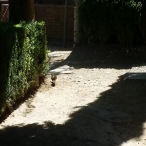 Squirrels at the Alhambra