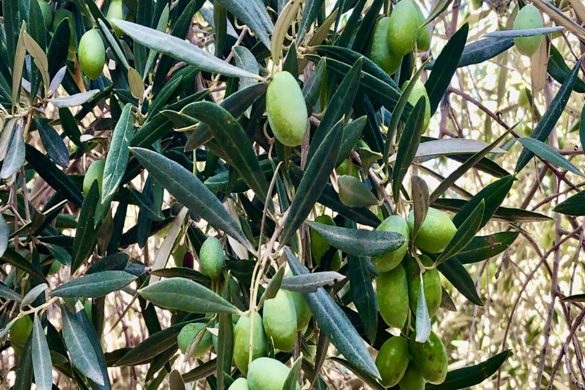 Olive oil in Granada
